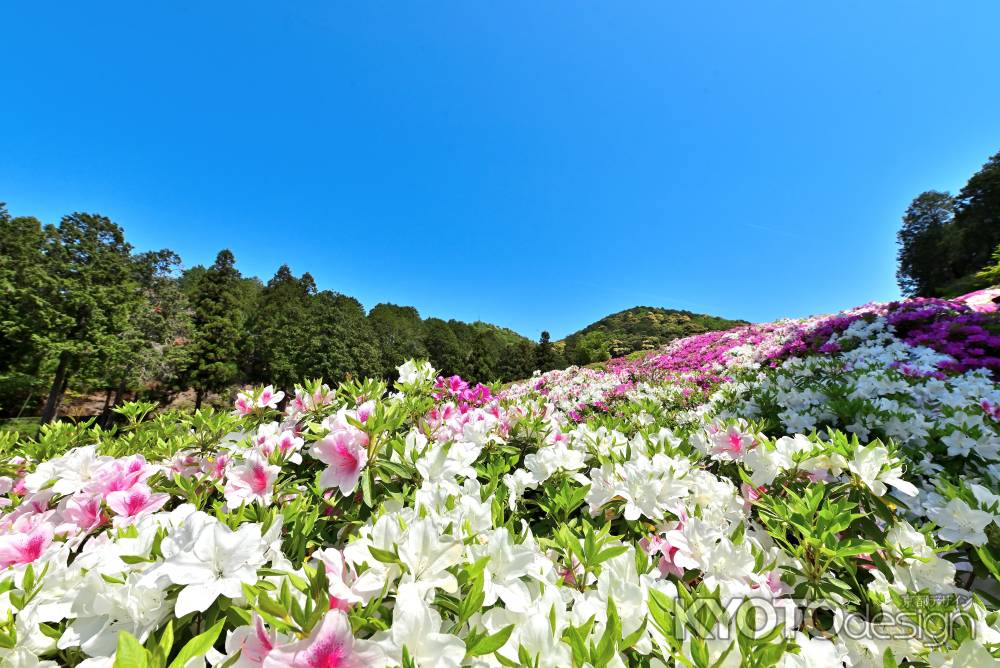 三室戸寺　つつじ　scene７