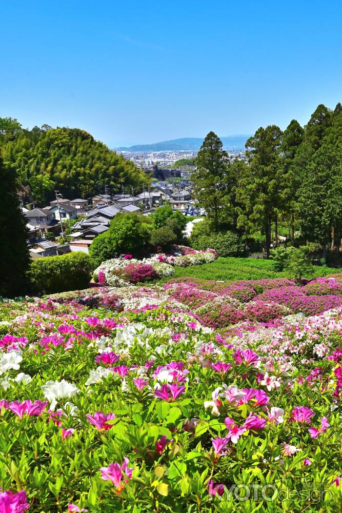 三室戸寺　つつじ　scene８