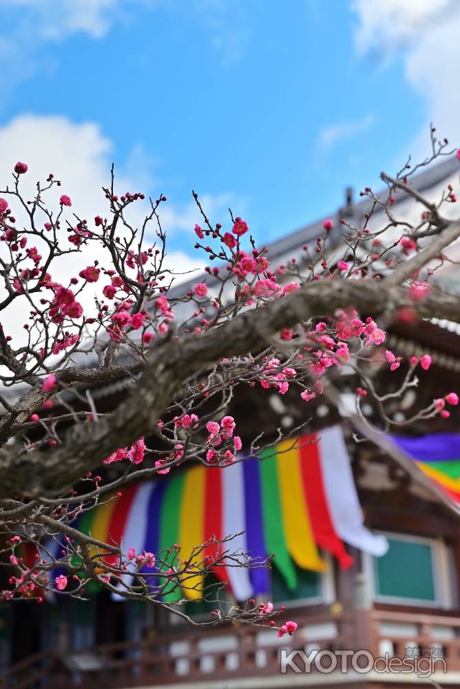 五色幕を背景にした紅梅