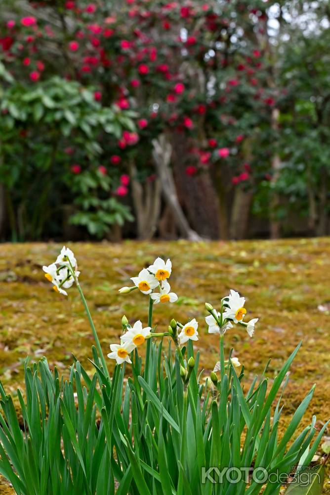 山茶花を背景にした水仙