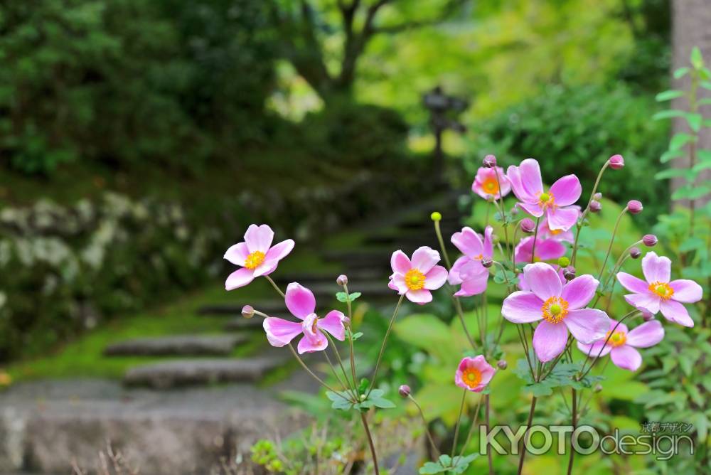秋明菊　善峯寺＃３