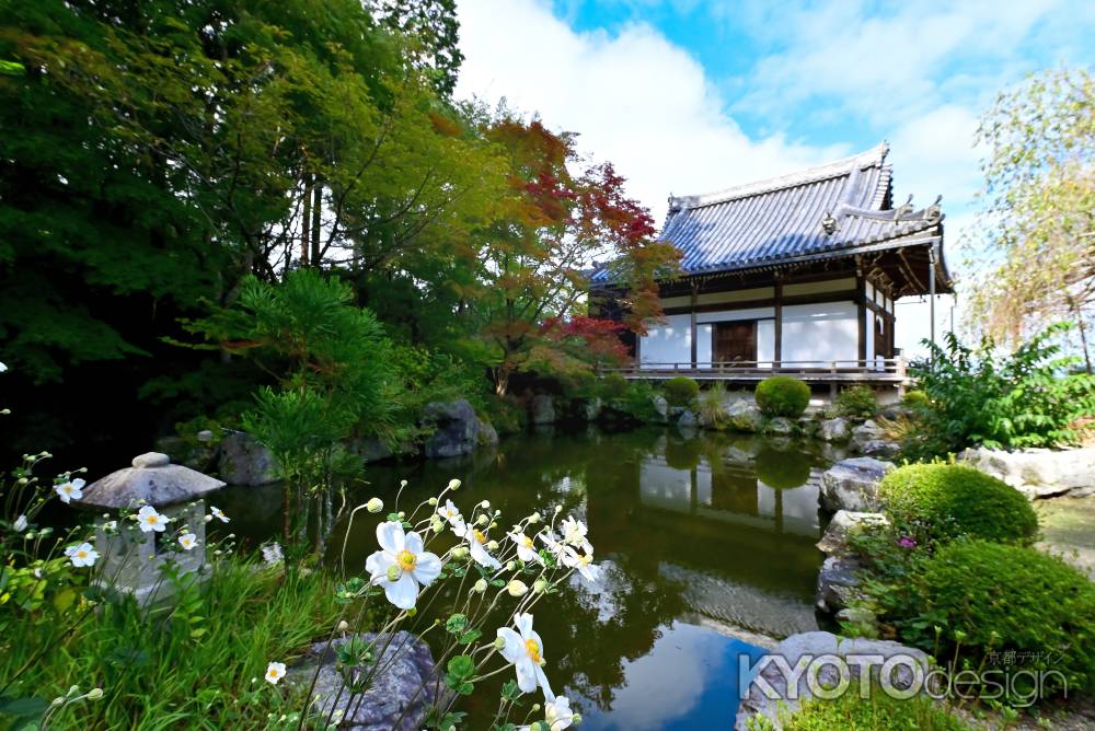 秋明菊　善峯寺＃4