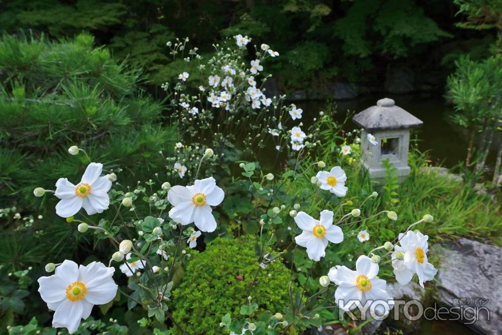 秋明菊　善峯寺＃５