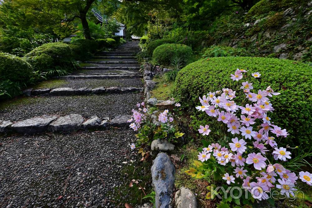 秋明菊　善峯寺＃８