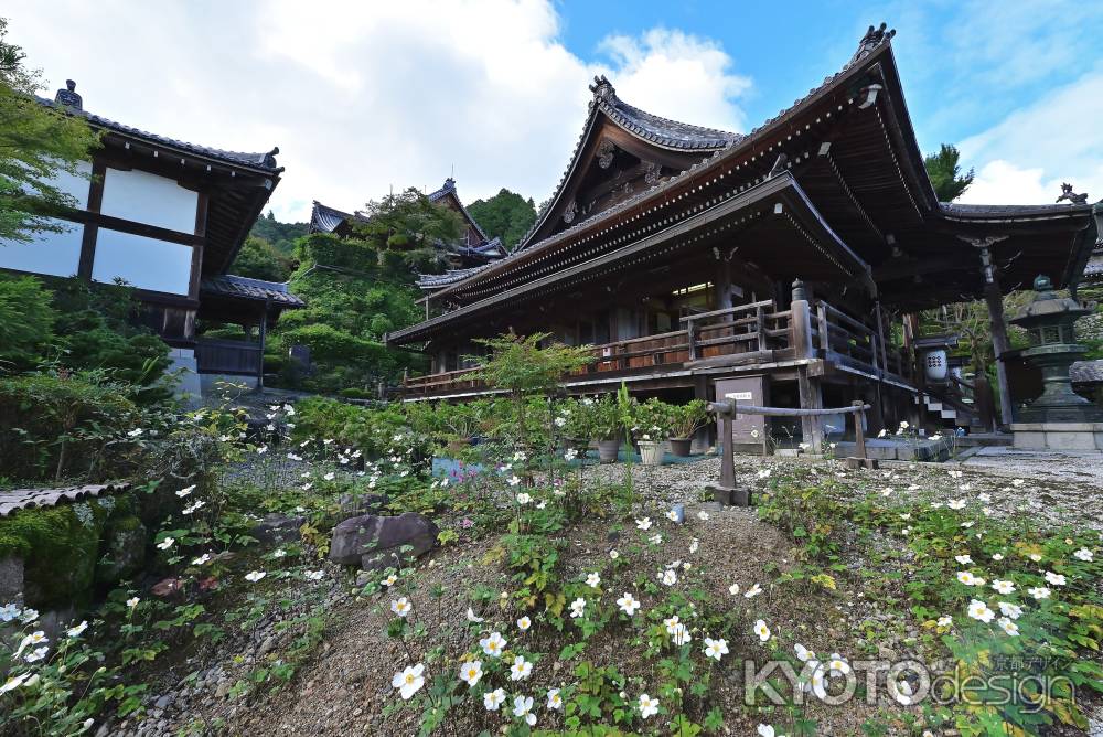 秋明菊　善峯寺＃９
