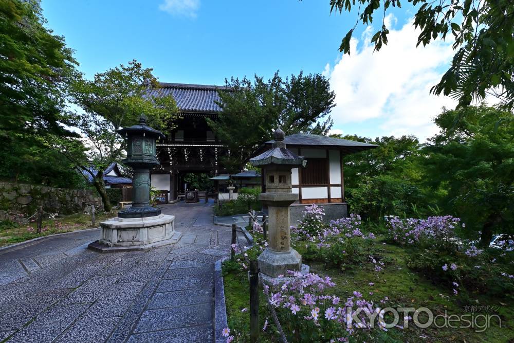 秋明菊　善峯寺＃１０