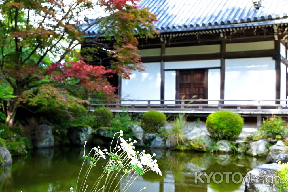 秋明菊　善峯寺＃１１