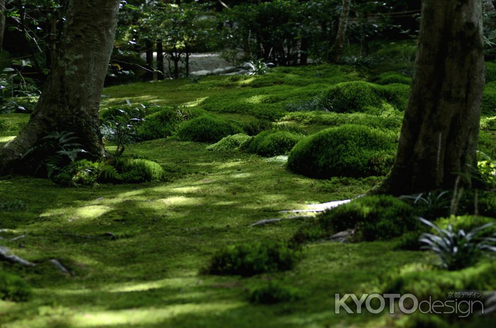 苔の道