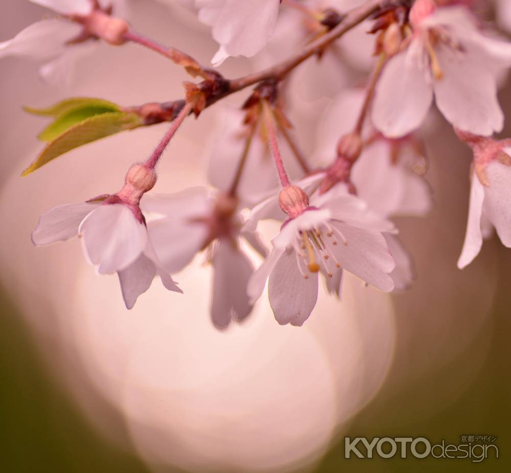 陽炎・桜