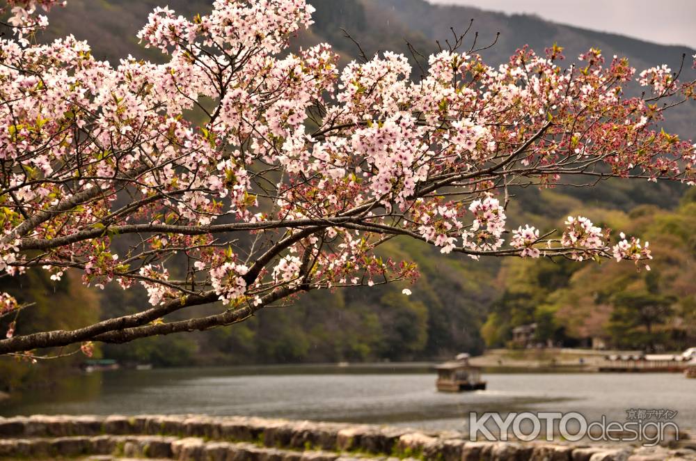 桜も終わりの嵐山