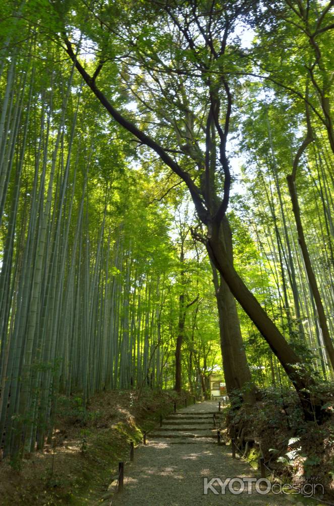 竹の寺・地蔵院