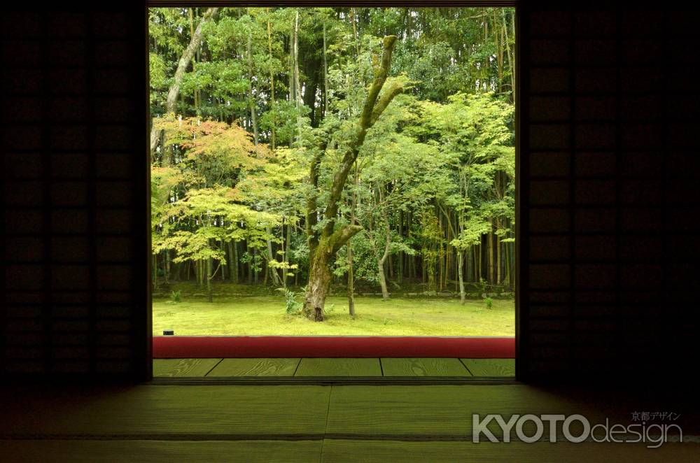 高桐院の庭を望む