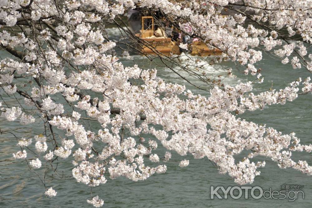 京都疏水の春