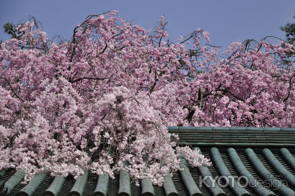 平安神宮の枝垂れ