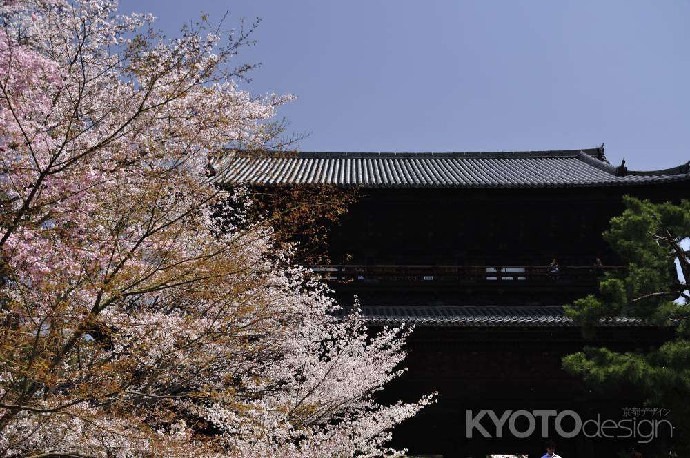 南禅寺三門の桜