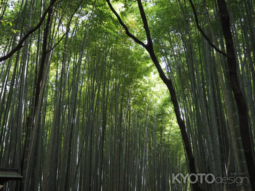 朝、初夏の竹林ー嵐山