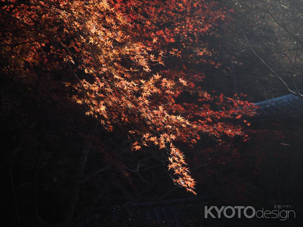 光と紅葉ー瑠璃光院