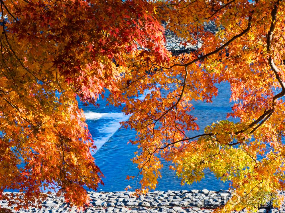 宇治川紅葉