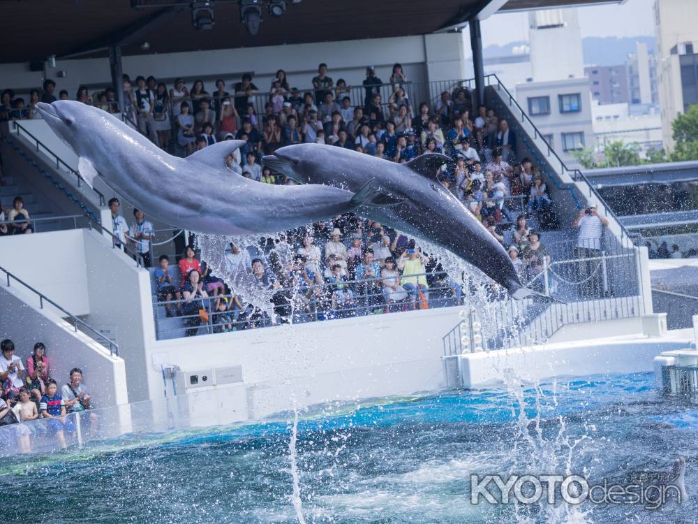 京都のイルカ