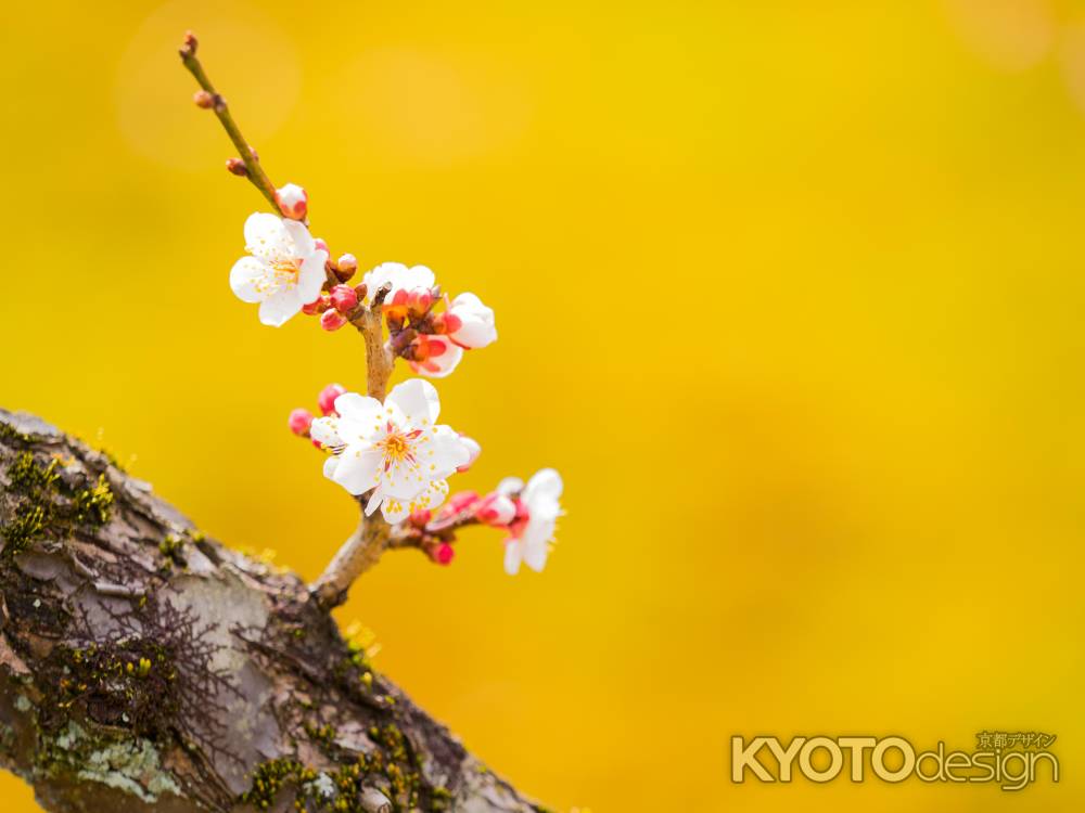 金屏風梅花