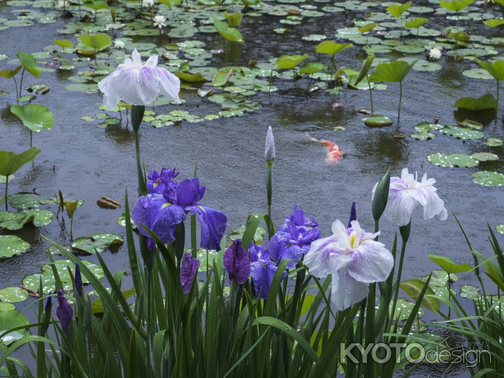 雨に咲く花菖蒲