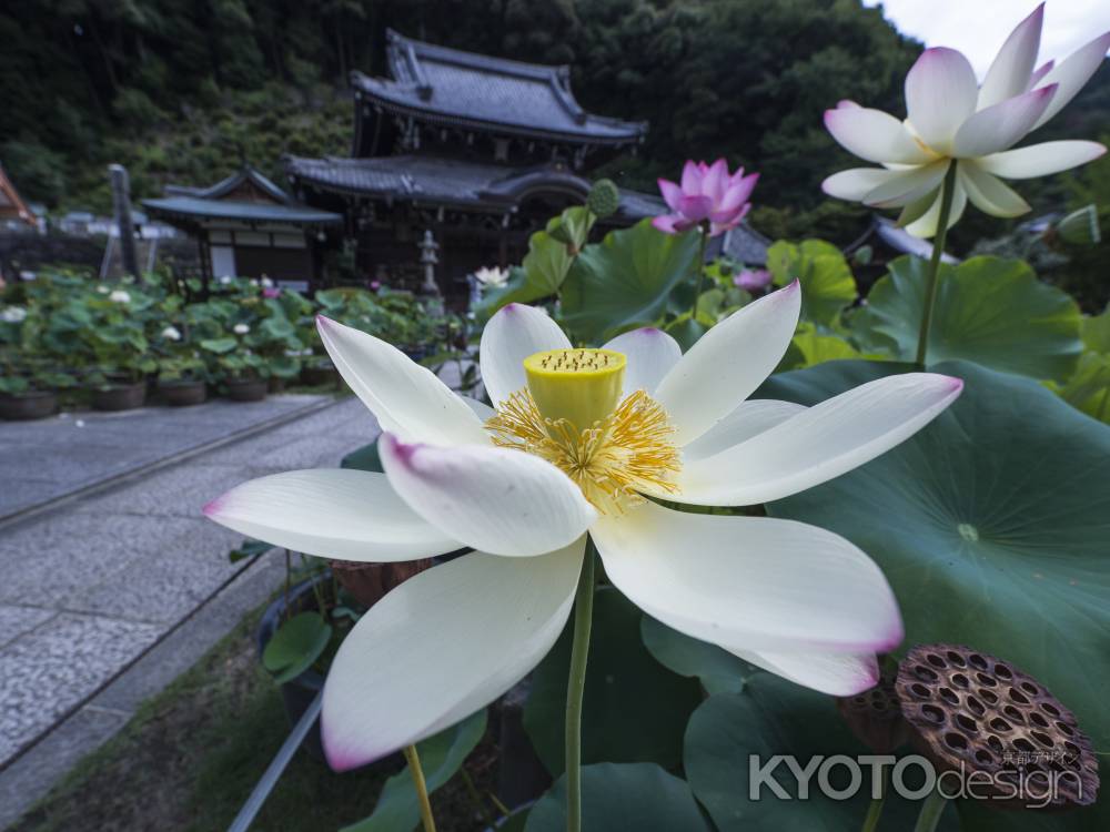 三室戸寺の夏