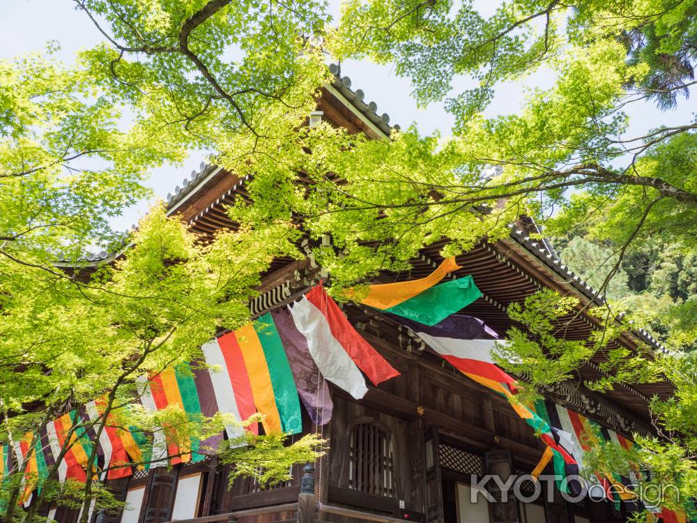 初夏の永観堂