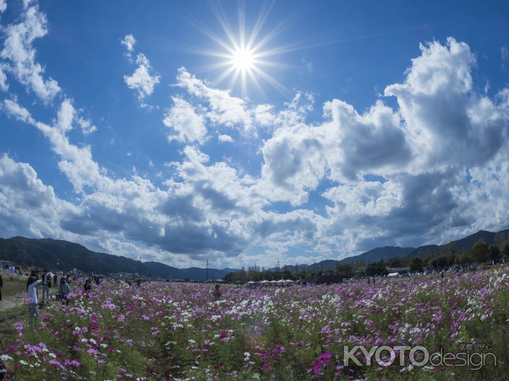 亀岡　夢コスモス園