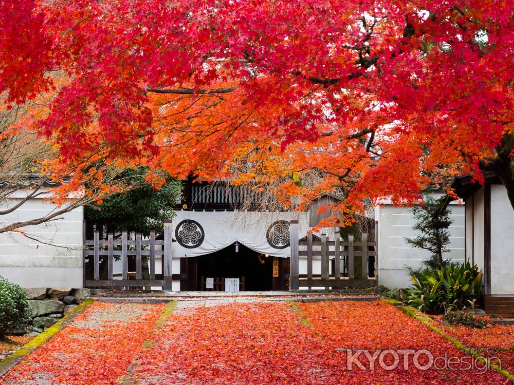 養源院の紅葉