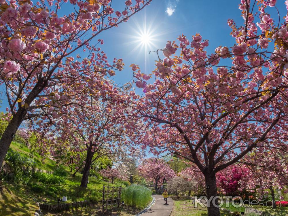 八重桜