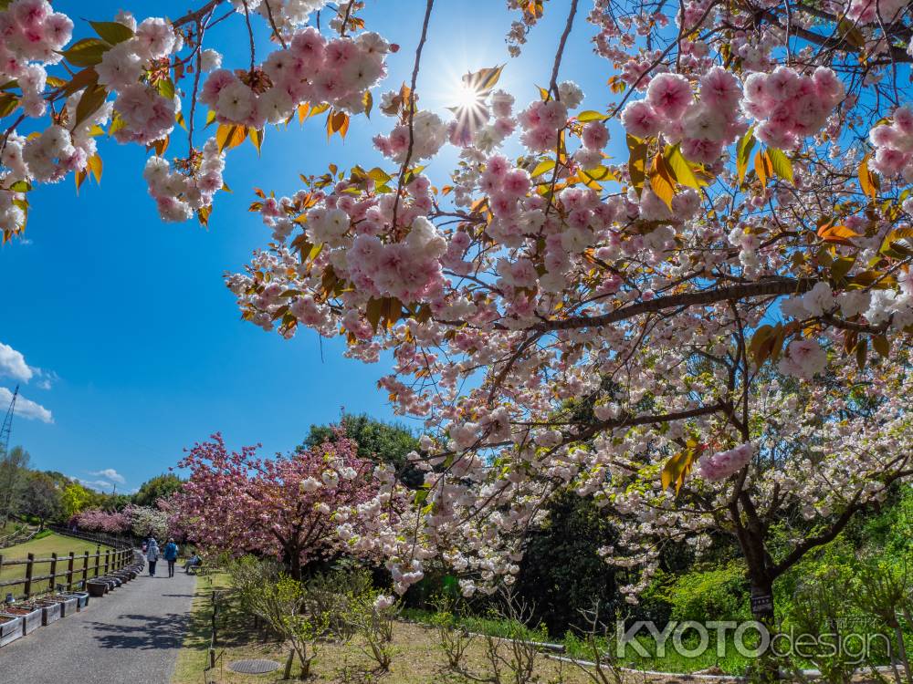 八重桜ー2