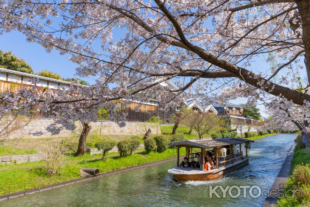 春の宇治川派流