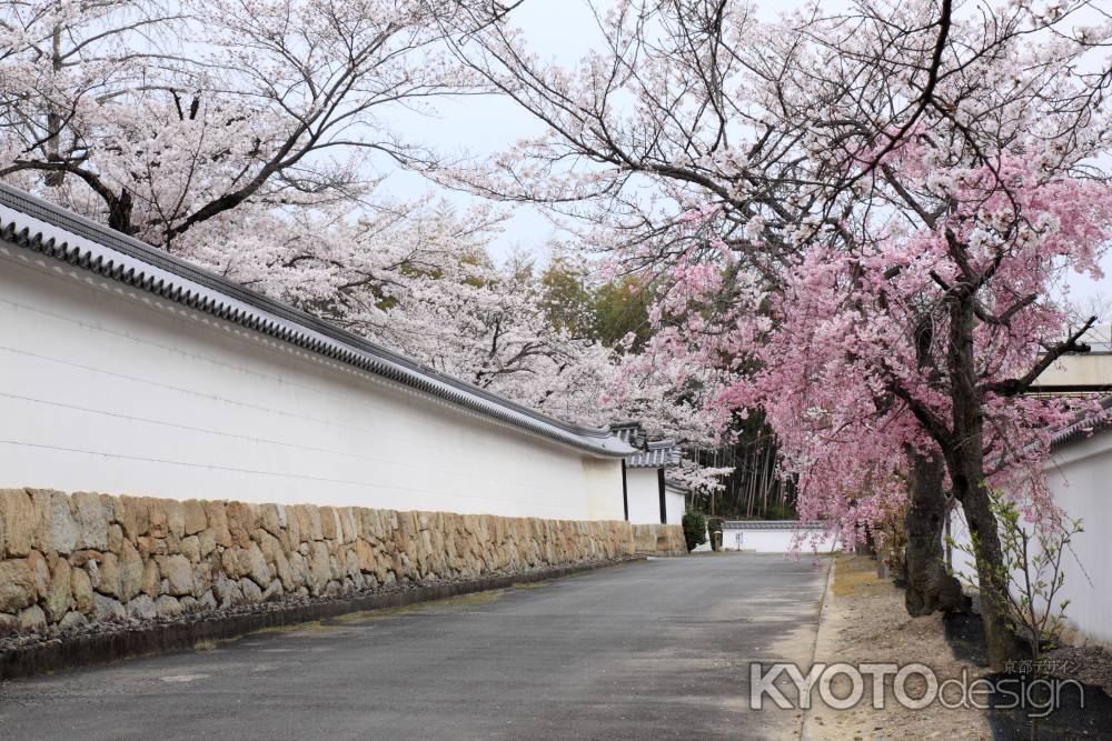 勧修寺の春