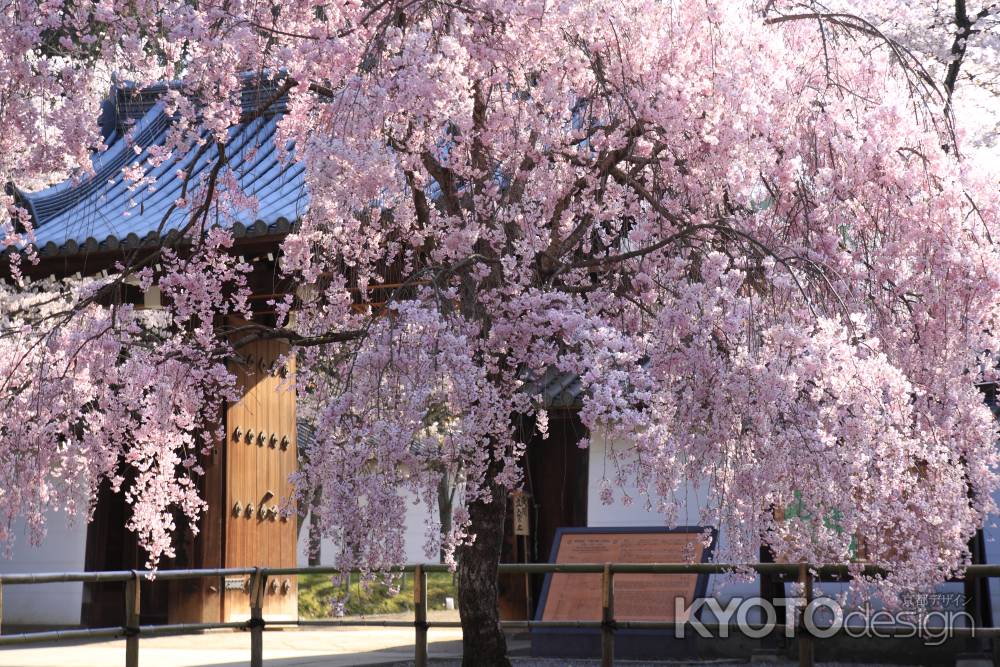 醍醐寺総門の桜