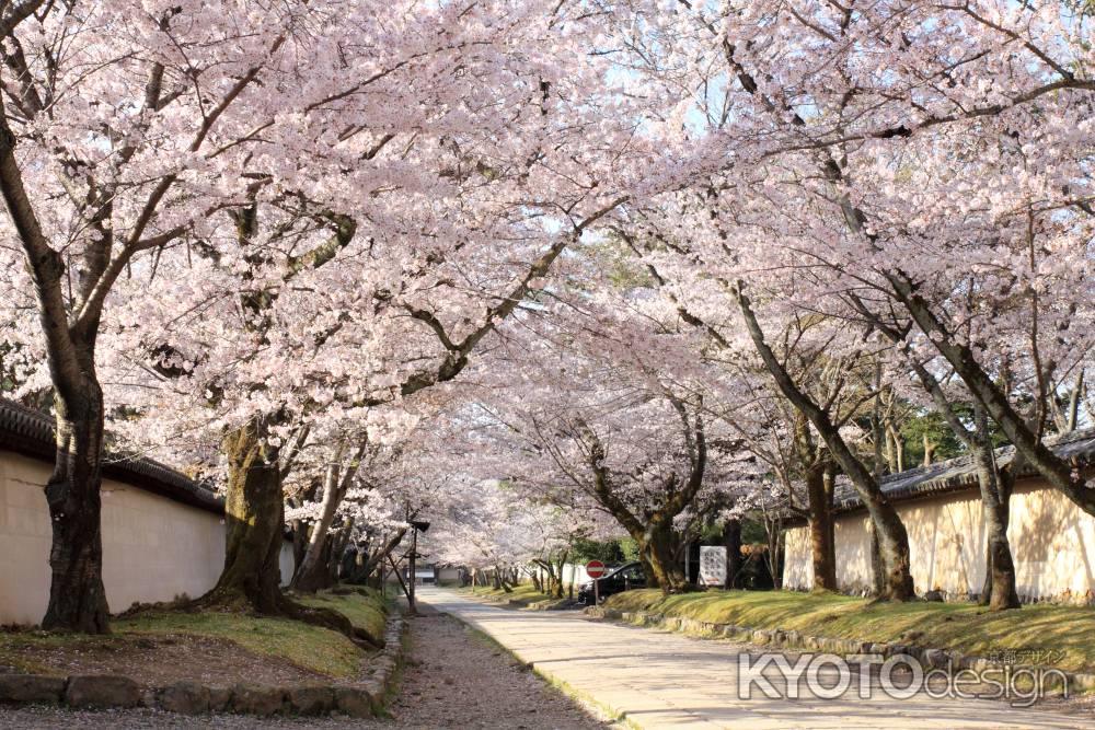 醍醐寺参道の桜