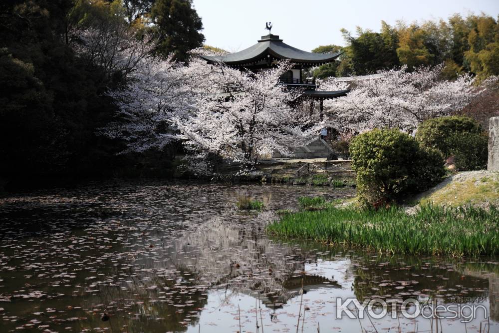 勧修寺の春