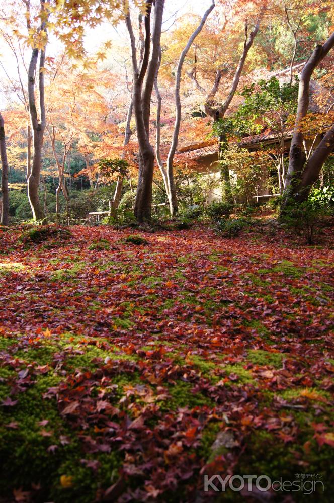 紅葉と苔の競演