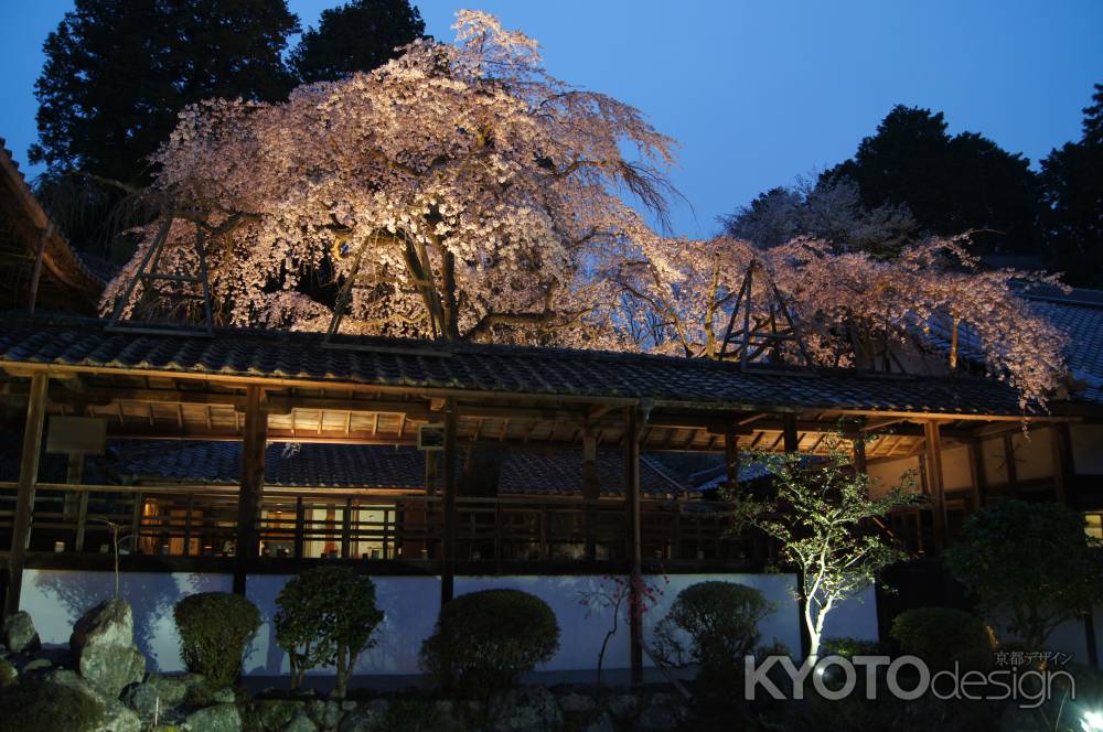 なりひら寺の天蓋桜