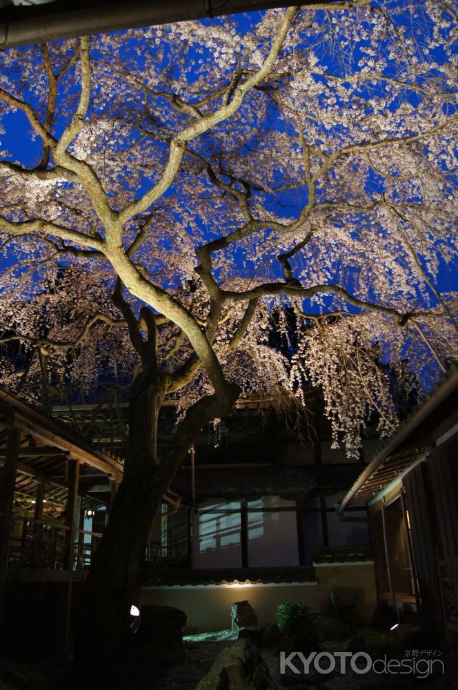 降り注ぐ天蓋桜