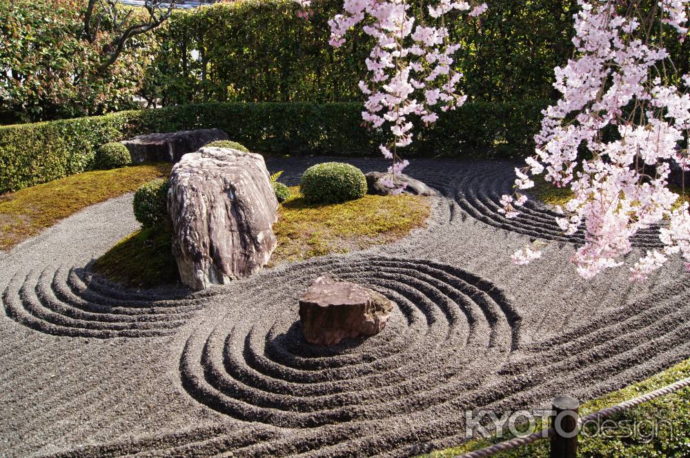 石庭に降りかかる枝垂れ桜