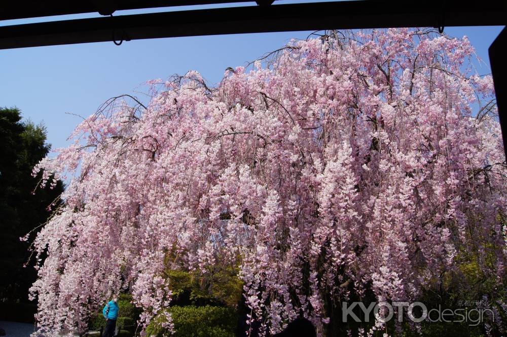 THE  退蔵院