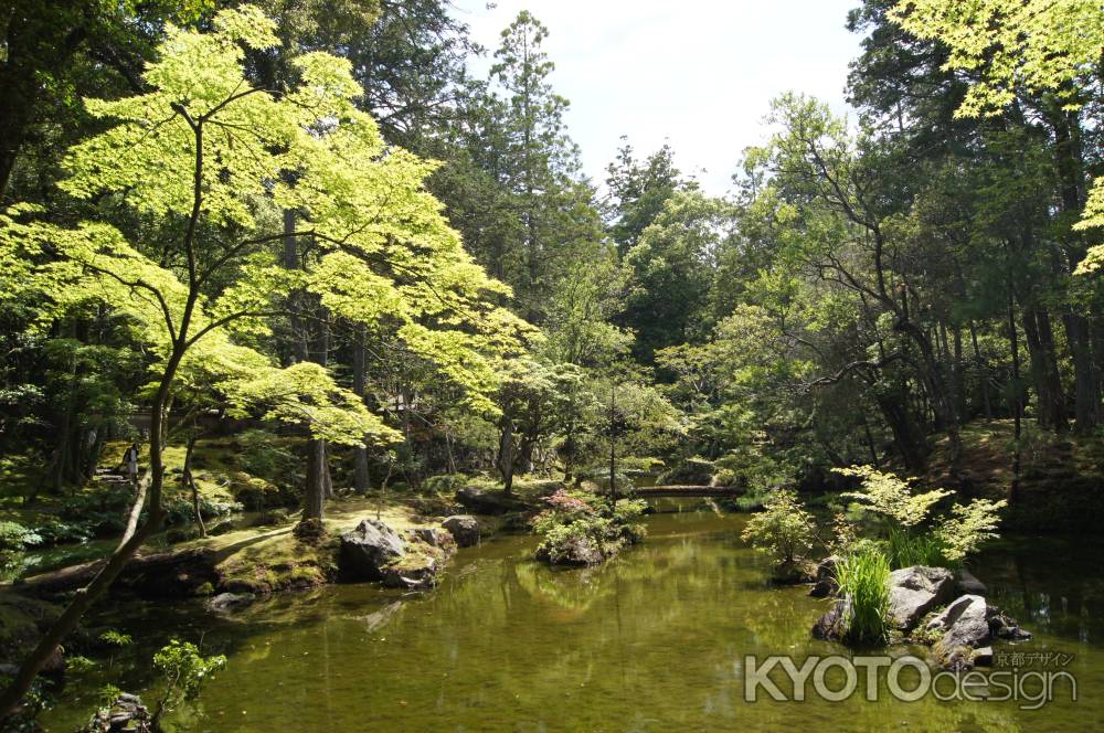 苔寺　青もみじ