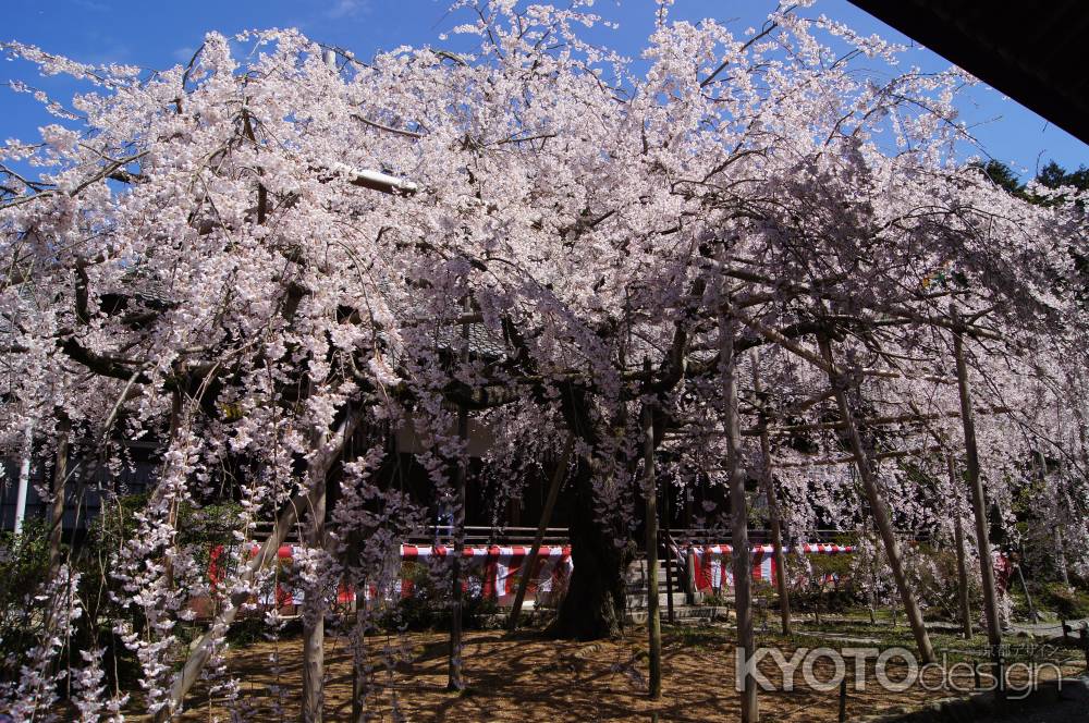 般若桜