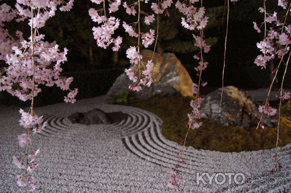 降りかかるしだれ桜