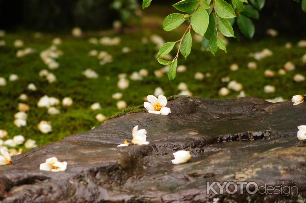 沙羅双樹の花の色