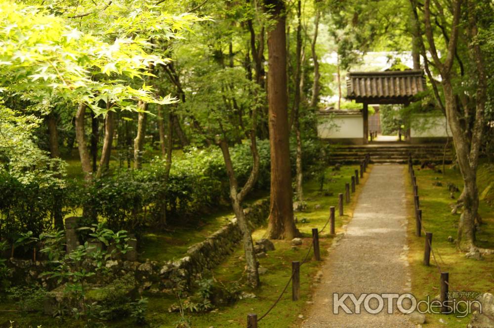 竹の寺の青紅葉