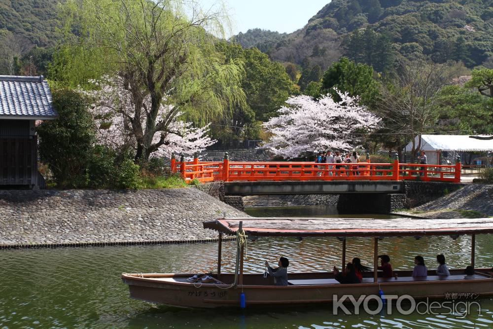 宇治川からお花見