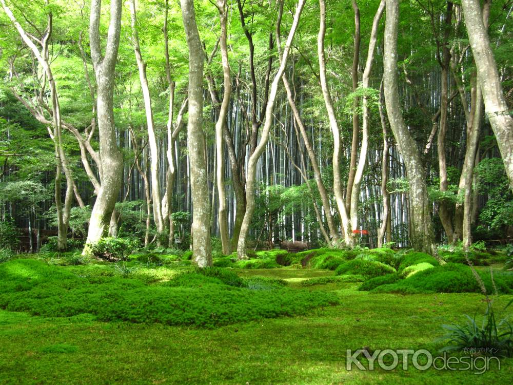 竹林に囲まれた祇王寺の庭園