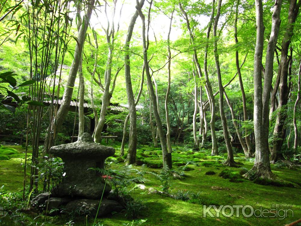 木漏れ日に照らされる祇王寺庭園