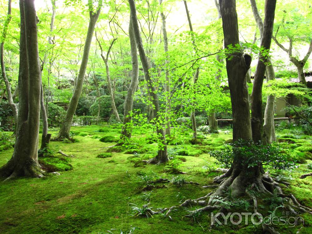 鮮やかな緑色の祇王寺庭園